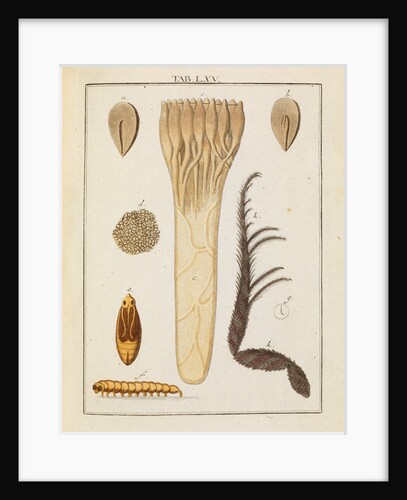 Red fir tree seed and moth by Adam Wolfgang Winterschmidt