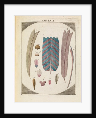 Moth wing scales by Adam Wolfgang Winterschmidt