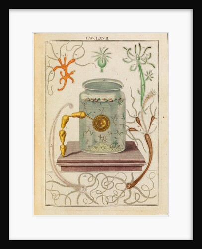 Hydra by Adam Wolfgang Winterschmidt