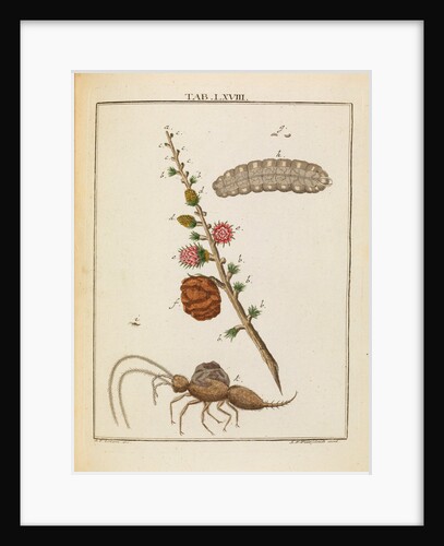 Insect and larch sprig by Adam Wolfgang Winterschmidt