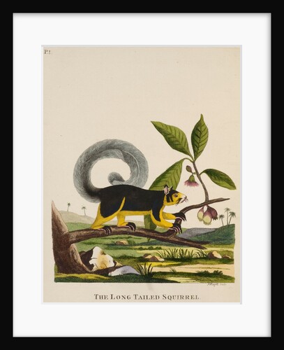‘The long tailed squirrel’ by Peter Mazell