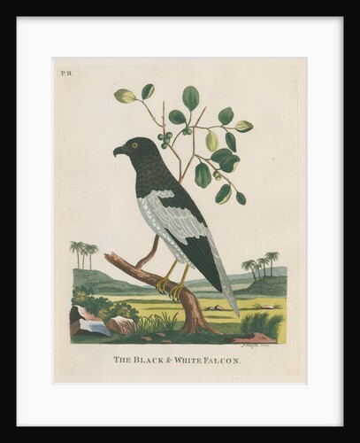 ‘The black and white falcon’ by Peter Mazell