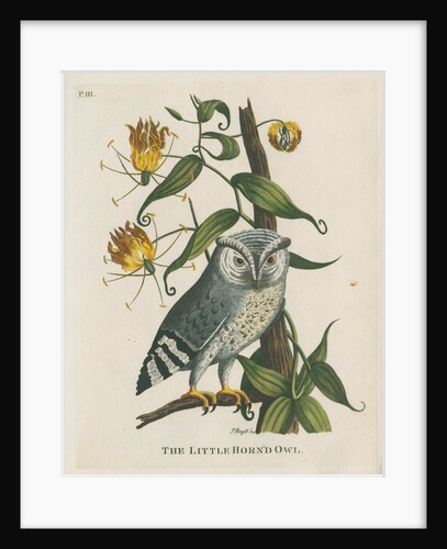 ‘The little horn’d owl’ by Peter Mazell