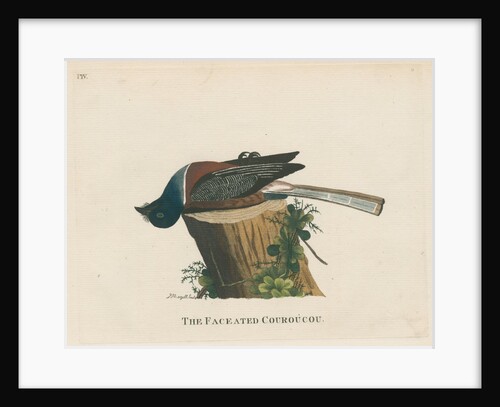 ‘The faceated couroucou’ by Peter Mazell