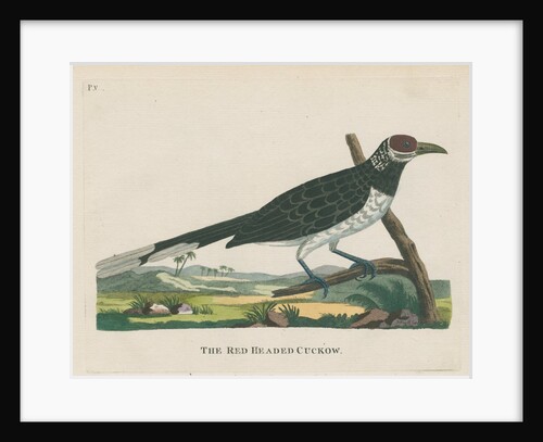 ‘The red headed cuckow’ by Peter Mazell