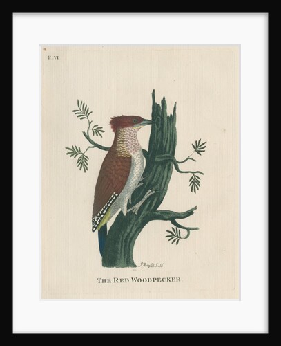 ‘The red woodpecker’ by Peter Mazell