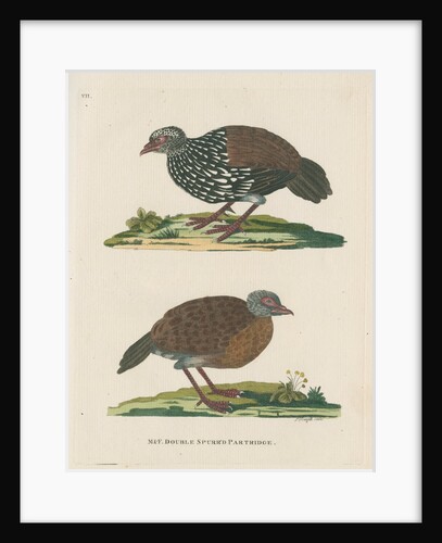 ‘Double spurr’d partridge’ by Peter Mazell