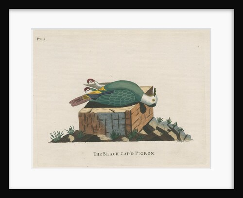 ‘The black cap’d pigeon’ by Peter Mazell