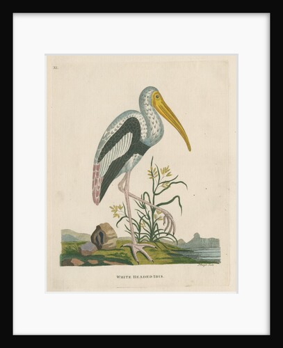 'White headed ibis' by Peter Mazell