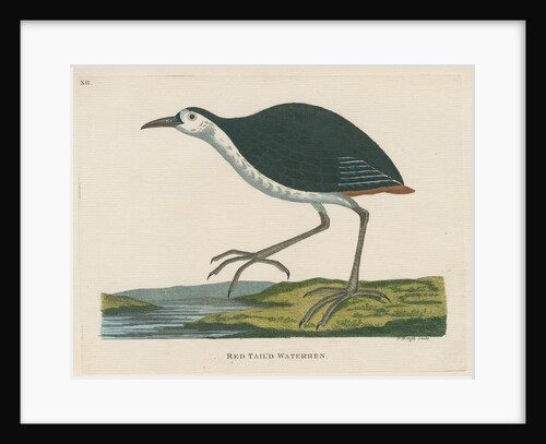 'Red tail'd waterhen' by Peter Mazell
