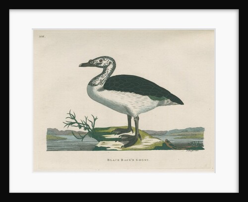 'Black back'd goose' by Peter Mazell