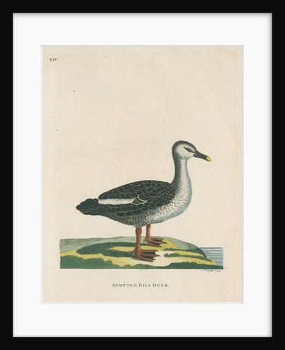 'Spotted bill duck' by Peter Mazell