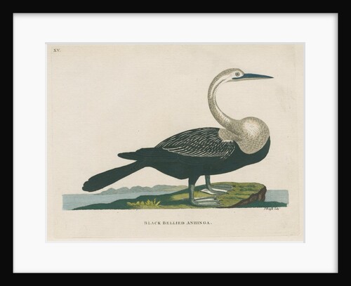 'Black bellied anhinga' by Peter Mazell