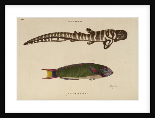 ‘Tiger Shark’ and ‘Zeylon Wrasse’ by Peter Mazell