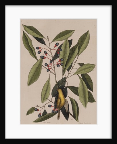 Willow warbler by Mark Catesby