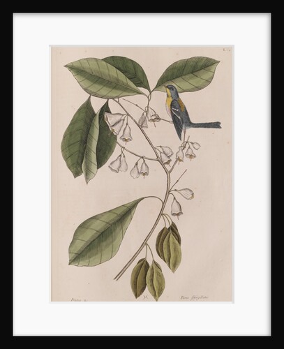 Creeper by Mark Catesby
