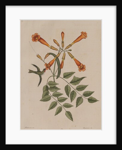 Hummingbird by Mark Catesby