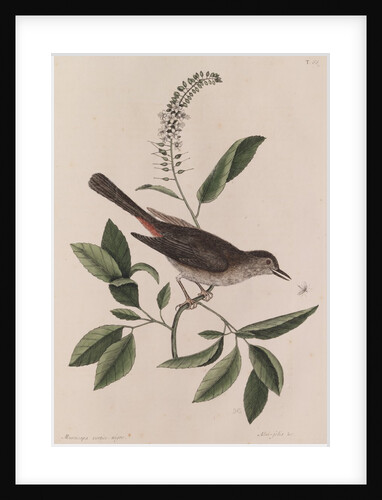 Grey songbird by Mark Catesby