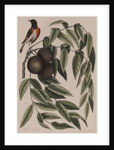 Common redstart by Mark Catesby