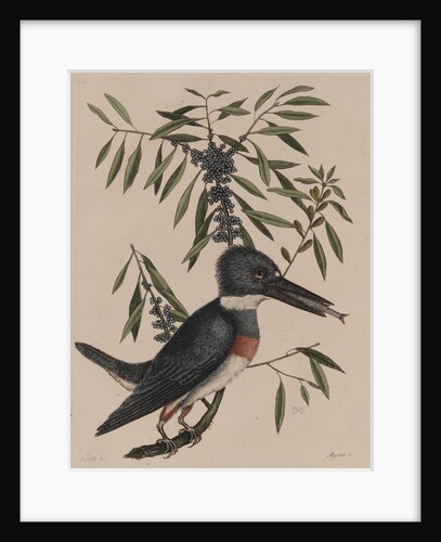 Kingfisher by Mark Catesby