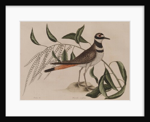 Killdeer by Mark Catesby