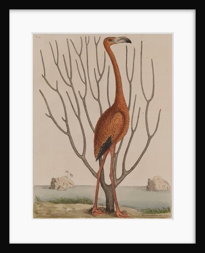 Flamingo by Mark Catesby