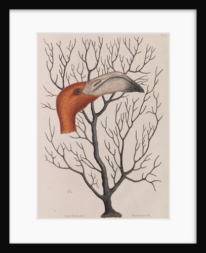 Flamingo head by Mark Catesby