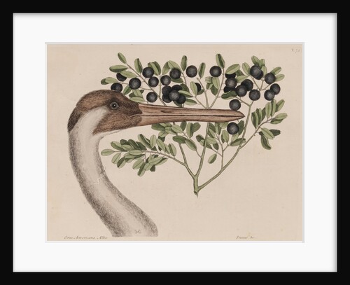 Whooping crane head by Mark Catesby