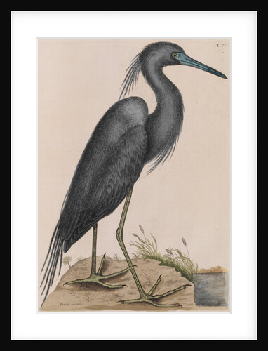 Little blue heron by Mark Catesby