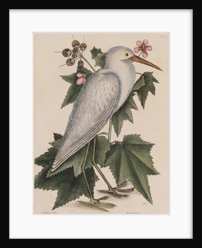 Little egret by Mark Catesby