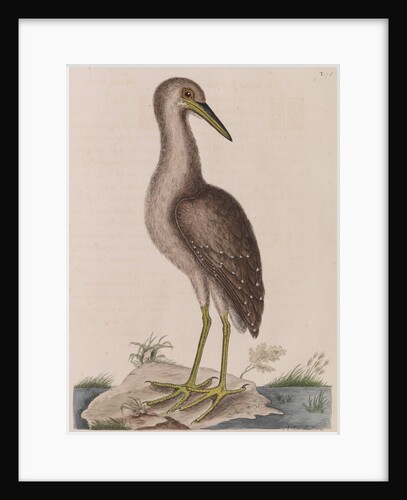 American bittern by Mark Catesby
