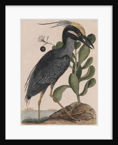 Black bittern by Mark Catesby