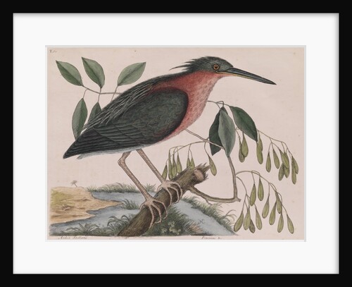 Little bittern by Mark Catesby