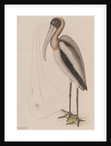 Wood ibis by Mark Catesby