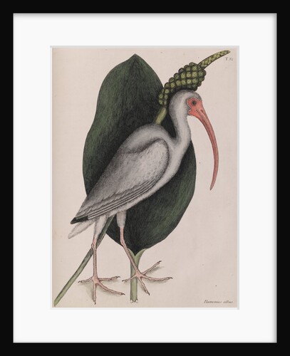 American white ibis by Mark Catesby