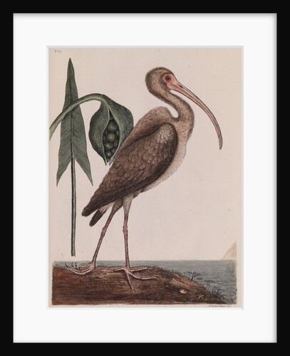 Curlew by Mark Catesby