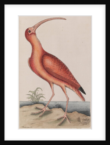 Scarlet ibis by Mark Catesby