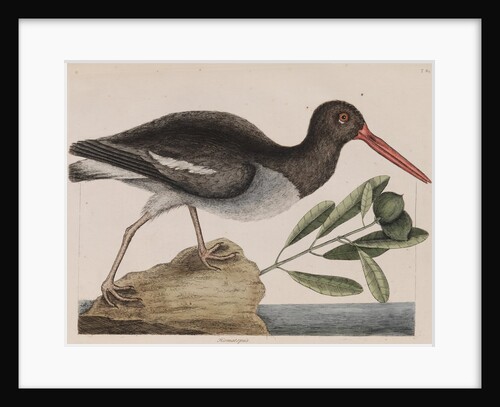American oystercatcher by Mark Catesby