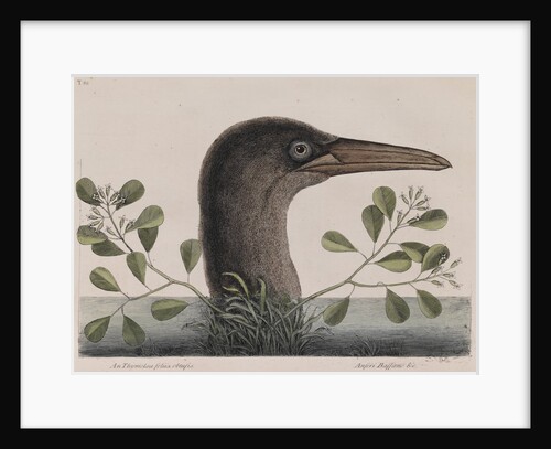 Brown booby by Mark Catesby