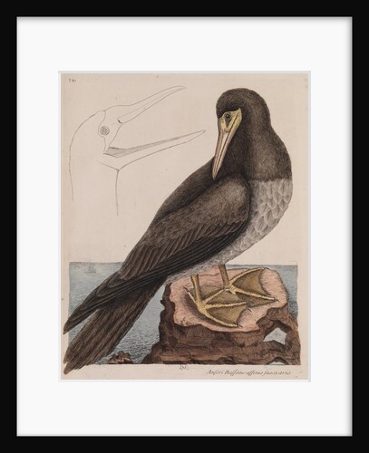 Brown booby by Mark Catesby