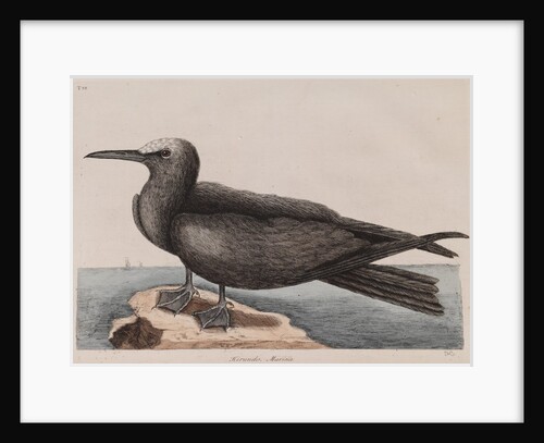 White-capped noddy by Mark Catesby