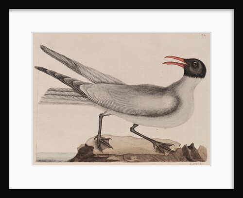 Laughing gull by Mark Catesby