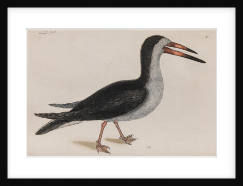Black skimmer by Mark Catesby