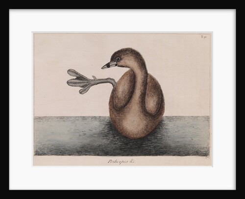 Pied-billed grebe by Mark Catesby