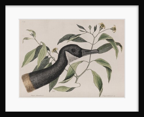 Canada goose by Mark Catesby