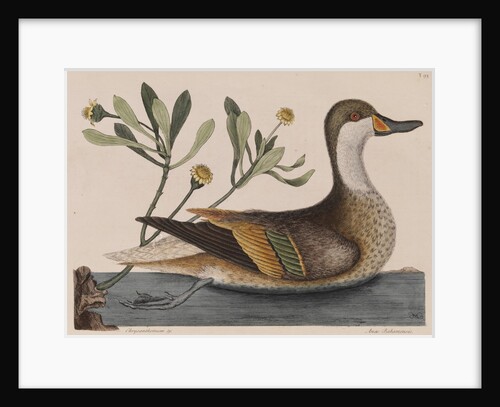 White-cheeked pintail by Mark Catesby