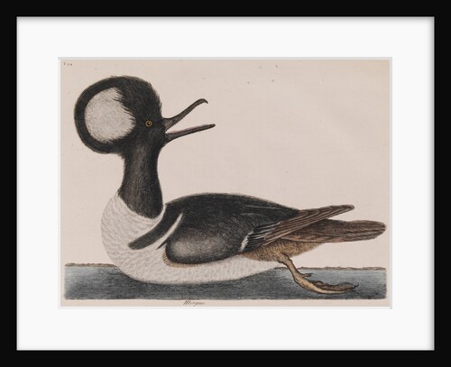Hooded merganser by Mark Catesby