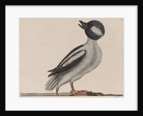 Male bufflehead by Mark Catesby