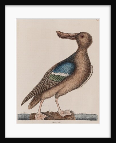 Blue-winged shoveler by Mark Catesby