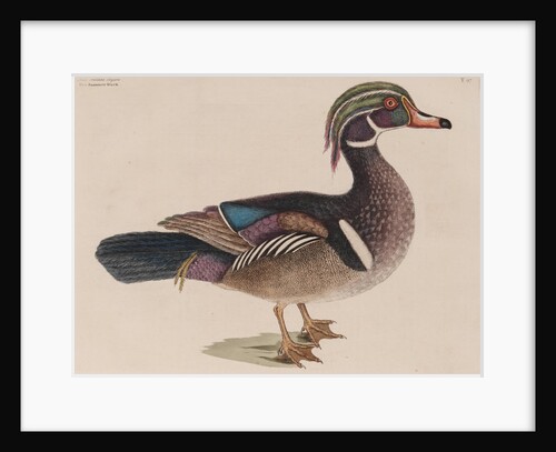 Wood duck by Mark Catesby